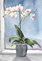 Hvide orkideer
